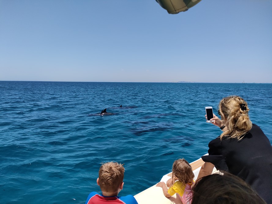 Private Dolphin spotting tour in Hurghada